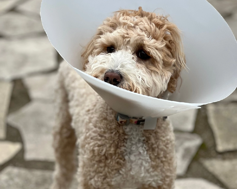A small curly light-brown dog wearing a white cone collar, standing on a stone patio with a patterned collar visible.