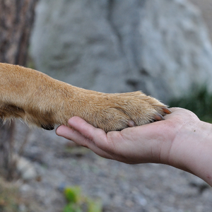 A person gently holds and pets the paw of a small brown dog outdoors, with the dog’s paw resting on the person’s hand against a rocky background.