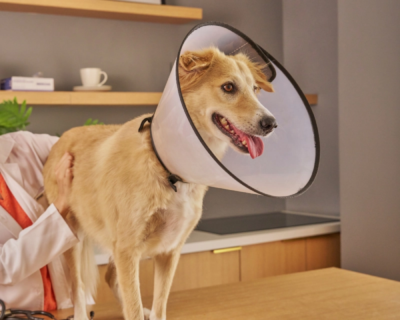 A tan dog stands indoors wearing a white cone around its head with a black rim, tongue out and looking toward the camera.