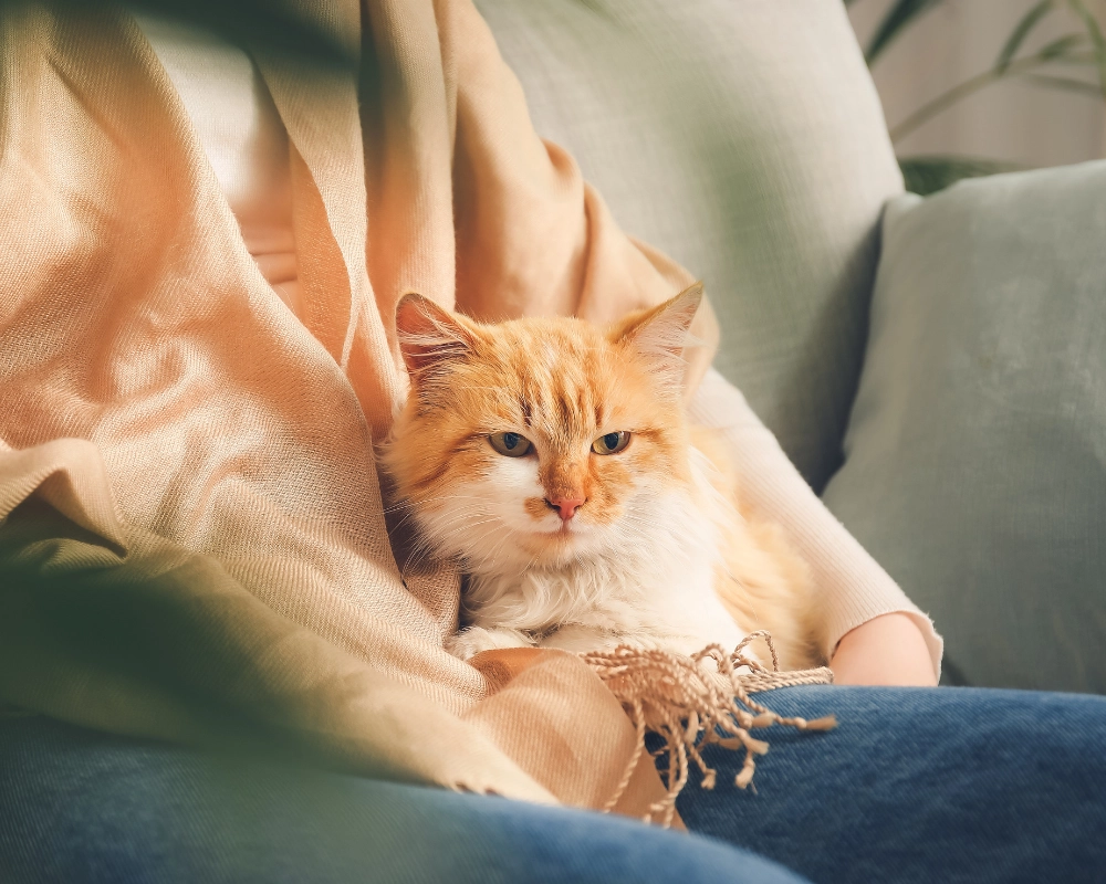 An orange-and-white cat resting on a bed, partially tucked under a person’s hand and blanket, with soft warm lighting and the cat’s blue collar visible.