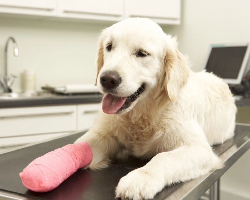 White dog lying on a stainless-steel table with a pink plush toy in front of its paws, tongue out, in a clean indoor room.