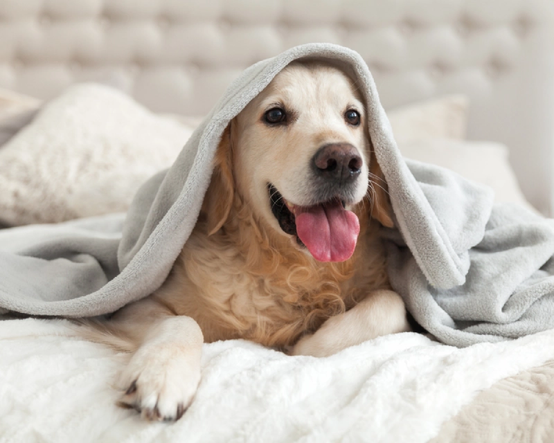 A light-colored dog lying on soft bedding, wearing a gray hooded blanket, with ears relaxed and tongue out while looking toward the camera.