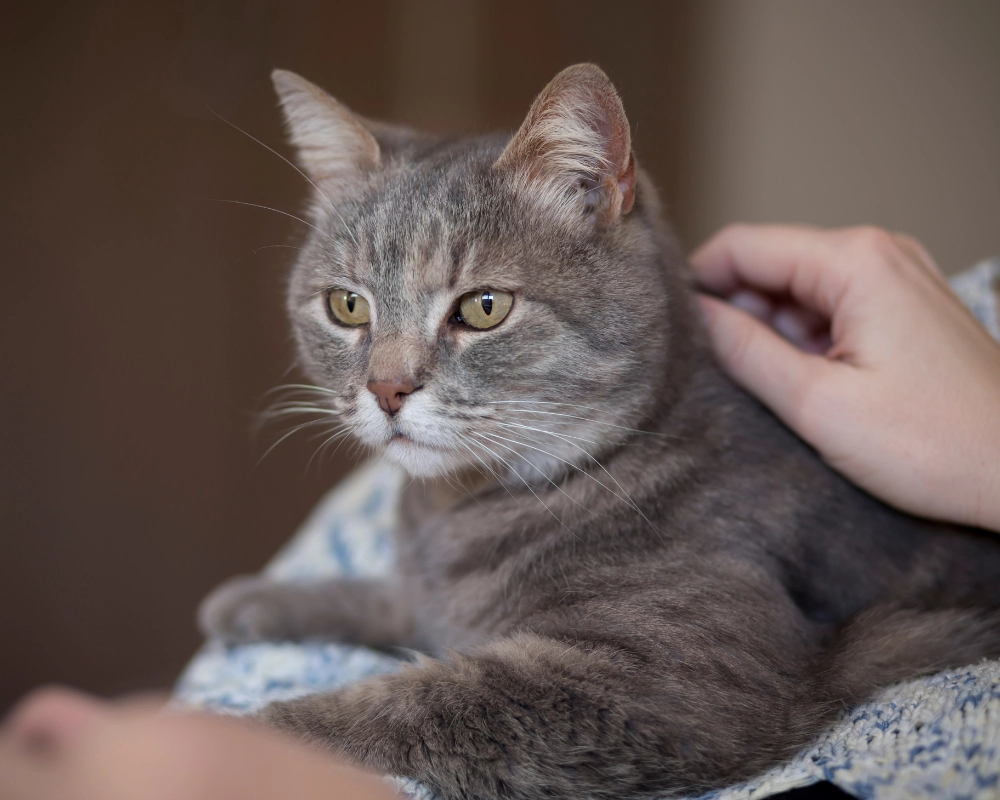 A gray tabby cat with amber eyes lying on a blanket while a hand gently pets its head and neck.