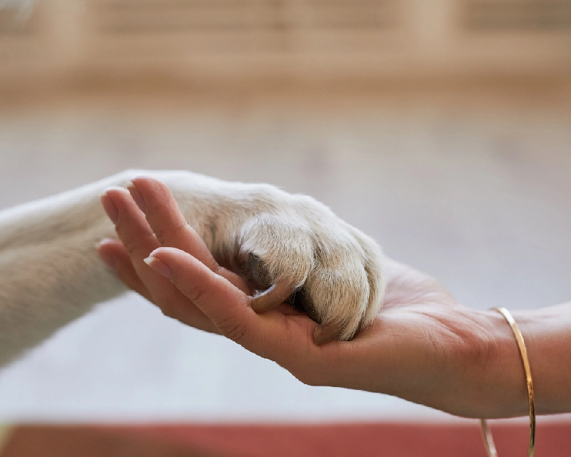 A hand gently cradles a small light-colored puppy’s head and paws, showing careful petting and comfort.