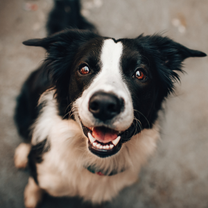 A black-and-white dog with a white blaze on its face and red-brown eyes, smiling with its mouth open against a blurred gray background.