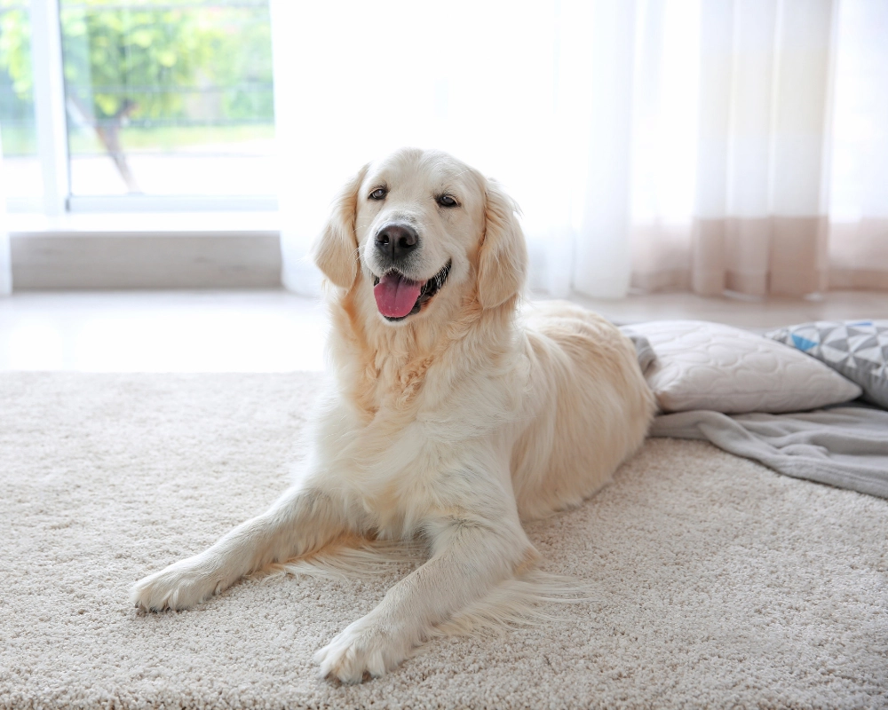 Golden retriever lying on a light carpet in a bright living room, facing the camera with its mouth open and tongue out, one front paw stretched forward.
