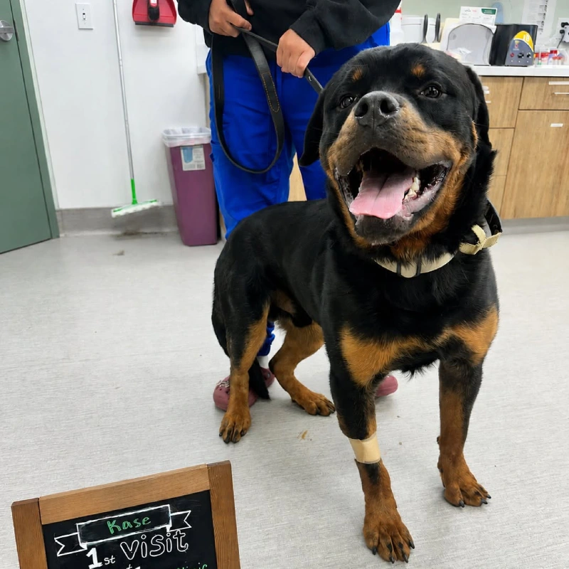Happy Rottweiler named Rose sits on a leash in a veterinary clinic, smiling with tongue out beside a “1st visit” chalkboard sign.