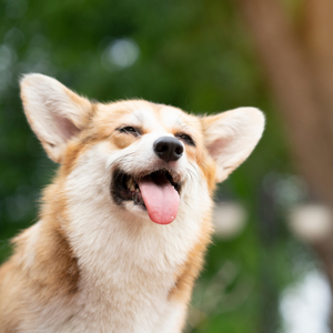 A small tan-and-white corgi dog with perked ears, mouth open with tongue out, looking toward the camera against a blurred green outdoor background.