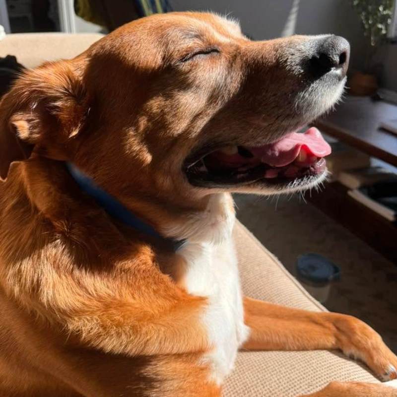 Golden-brown dog lounging in sunlight with eyes closed and mouth open, pink tongue visible; warm, joyful, relaxed mood.