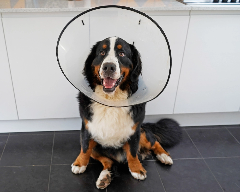 A Bernese mountain dog sits on a dark floor wearing a white cone collar, facing the camera with its mouth open.