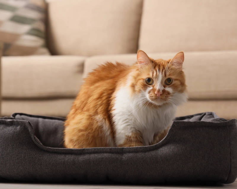 An orange-and-white cat with a white chest rests on a dark cushioned pet bed on a beige sofa, looking toward the camera.