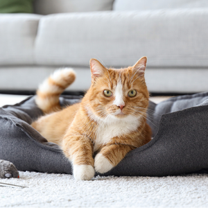 A ginger-and-white cat lies on a gray blanket on a couch, looking toward the camera with one front paw resting forward.
