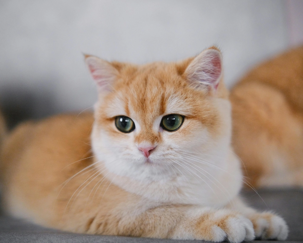 A close-up of a ginger-and-white cat with green eyes lying on a couch, facing the camera with relaxed ears and whiskers.