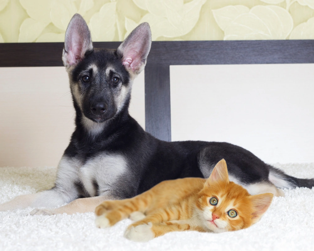 A black-and-tan dog lying on a bed behind a fluffy orange kitten stretched out on a white blanket, with a patterned wall in the background.