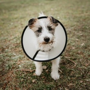 A small white-and-brown dog wearing a black inflatable collar walks on grass, looking toward the camera.