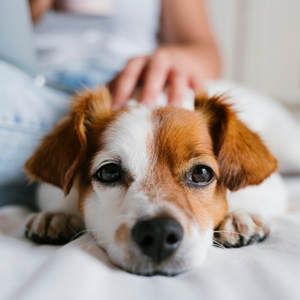 Small brown-and-white dog lying on a bed with eyes looking toward the camera, while a person’s hand gently rests near its head.