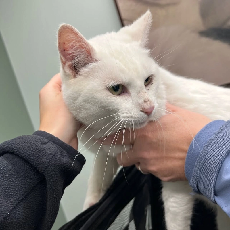 White cat held by hands.