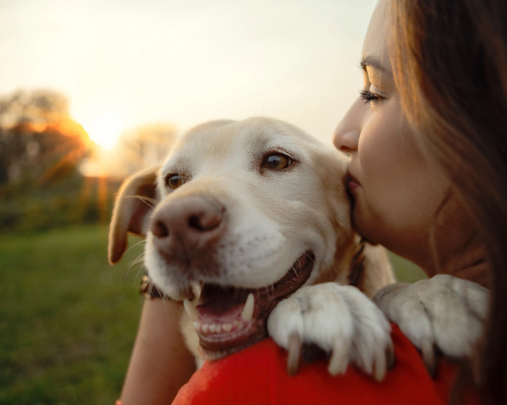 A person nuzzles a smiling white dog with a red collar outdoors at sunset, with warm golden light and a blurred green field in the background.
