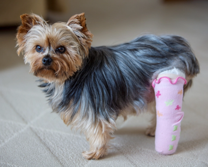 Small terrier with tan and gray fur standing on a light couch, looking at the camera while holding a pink plush sock toy with star patterns.