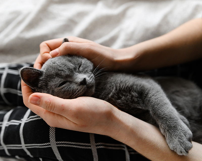 A gray cat sleeps peacefully on a woman's lap, its head cradled in her hands.