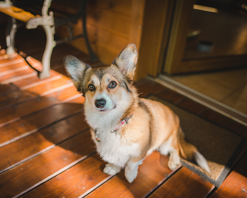 A tan-and-white corgi sits on a sunlit wooden porch, lifting its paw up.