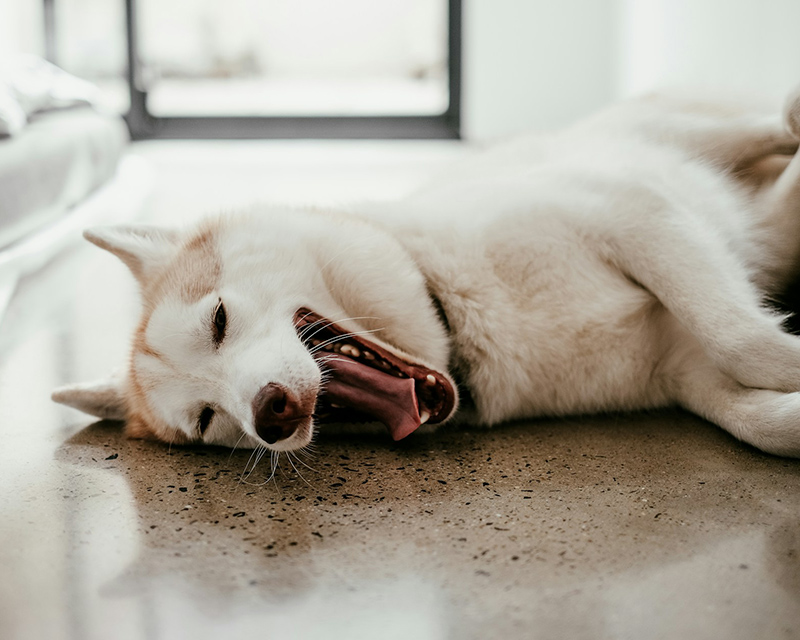A cream-and-white husky lying on its side on a speckled floor, mid-yawn with its tongue out.