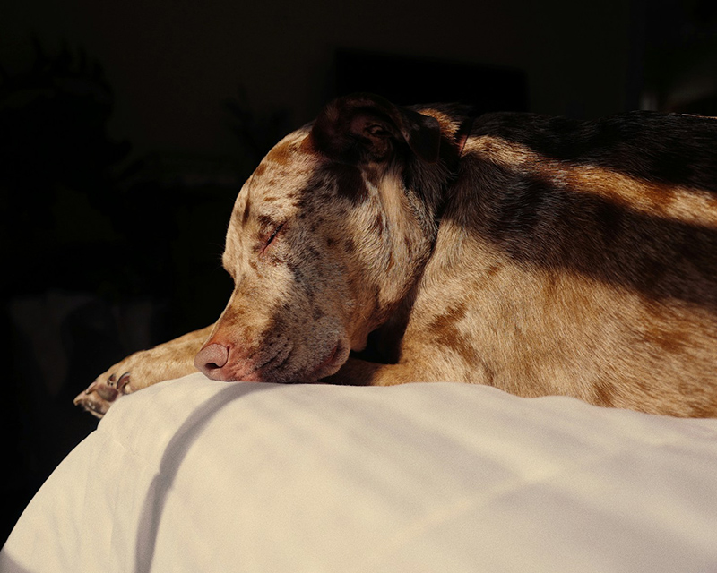 A red merle dog sleeps peacefully on white bedding in warm sunlight, with a dark background.