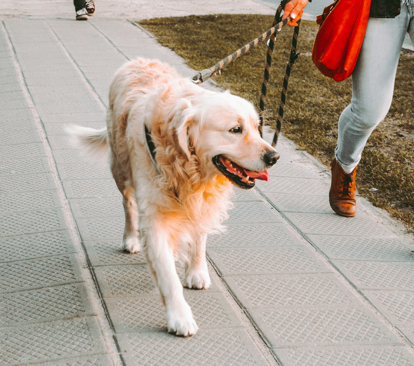 A golden retriever walks on a leash along a paved sidewalk beside a person in jeans and brown boots.