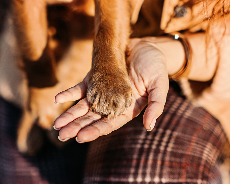 A close-up of a brown dog's paw resting in a woman's open palm.