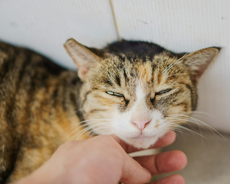 A content brown tabby cat with orange markings and a white muzzle squints as a person scratches under its chin.