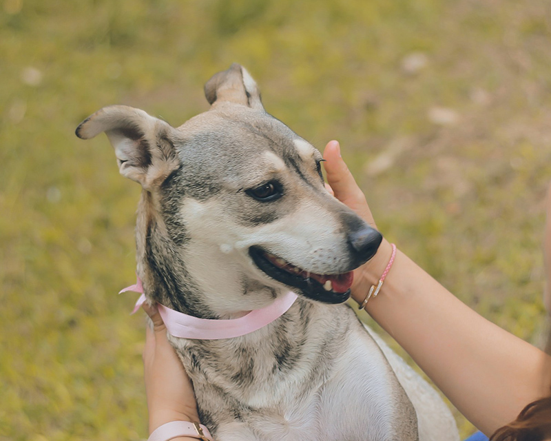 Gray-and-cream mixed-breed dog with a pink collar being petted by a woman's hands outdoors.