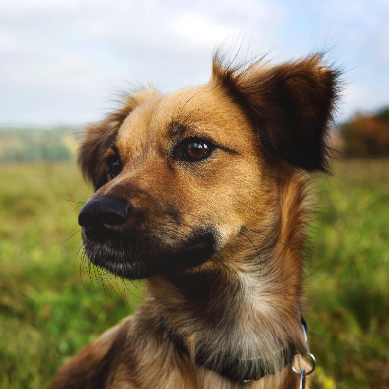 A close-up portrait of a tan-and-brown dog with alert ears gazing calmly across a sunlit green meadow, with a soft, cloudy sky behind it.