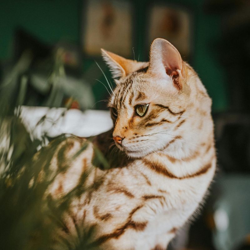 Close-up of a tabby cat with orange and brown stripes, looking to the right